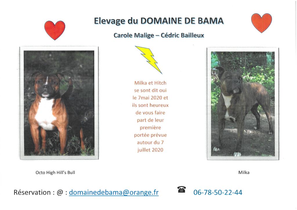 du Domaine De Bama - CHIOTS A RESERVER