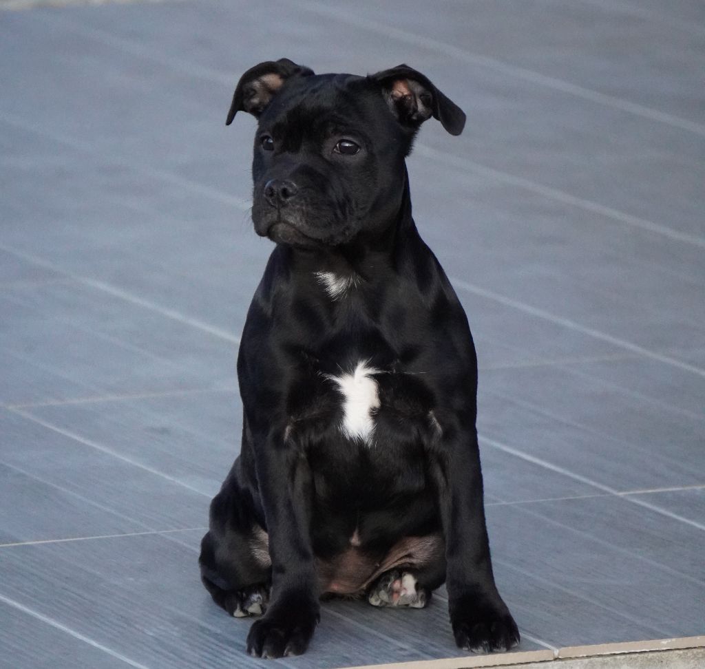 pure relentless Invincible