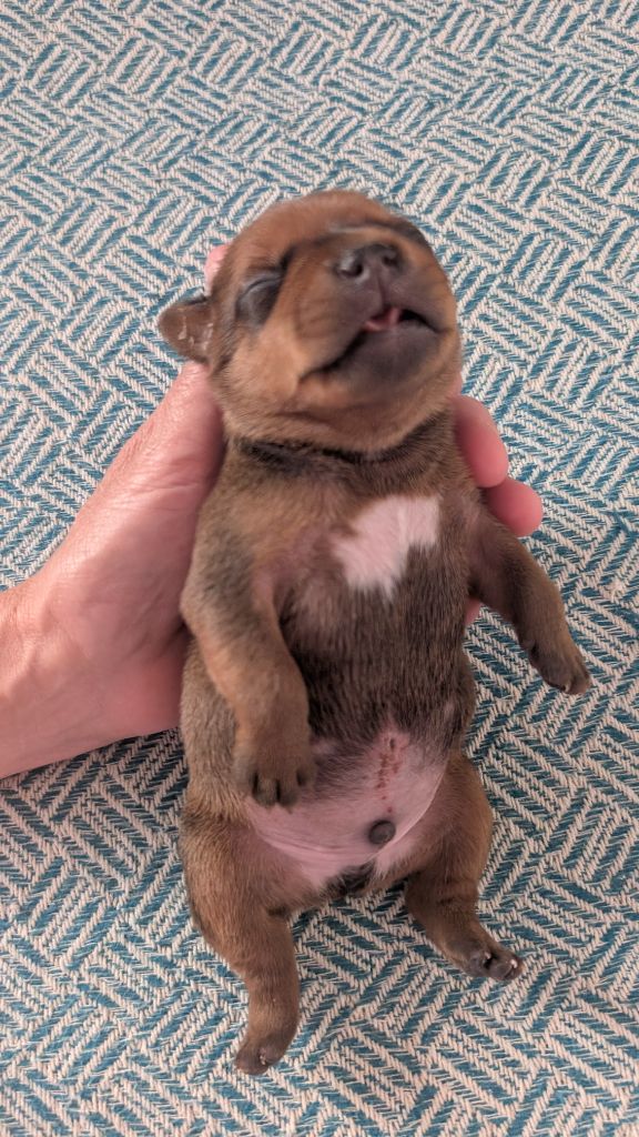 du Domaine De Bama - Chiots disponibles - Staffordshire Bull Terrier