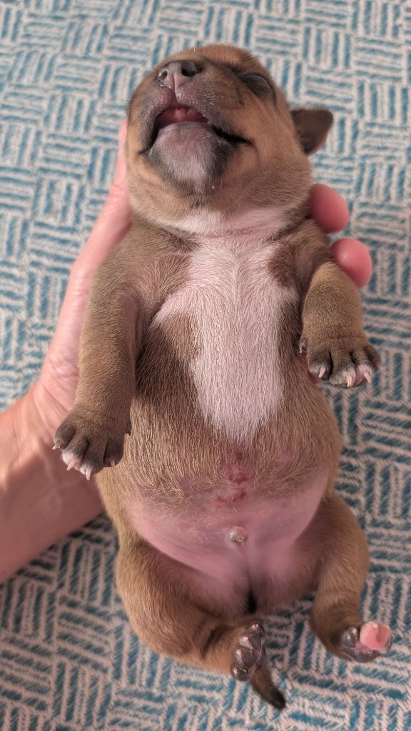 du Domaine De Bama - Chiots disponibles - Staffordshire Bull Terrier