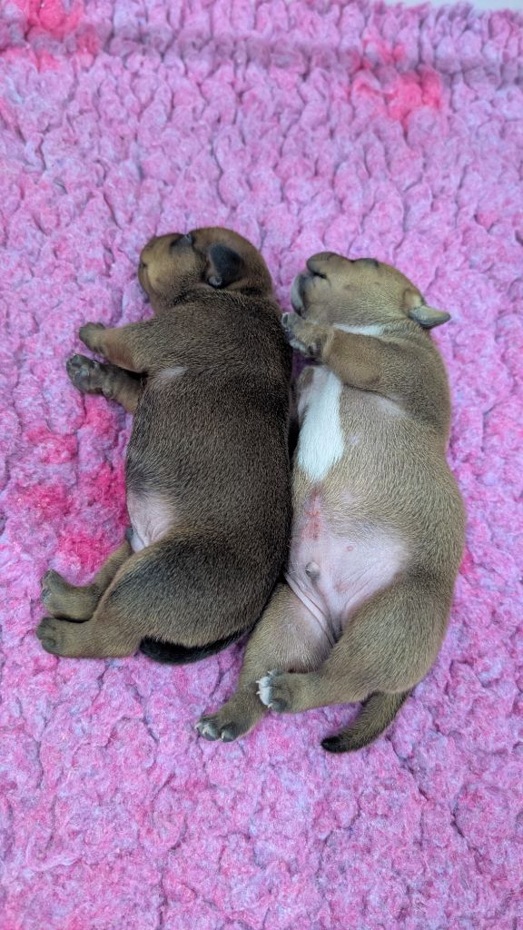 Chiot Staffordshire Bull Terrier du Domaine De Bama