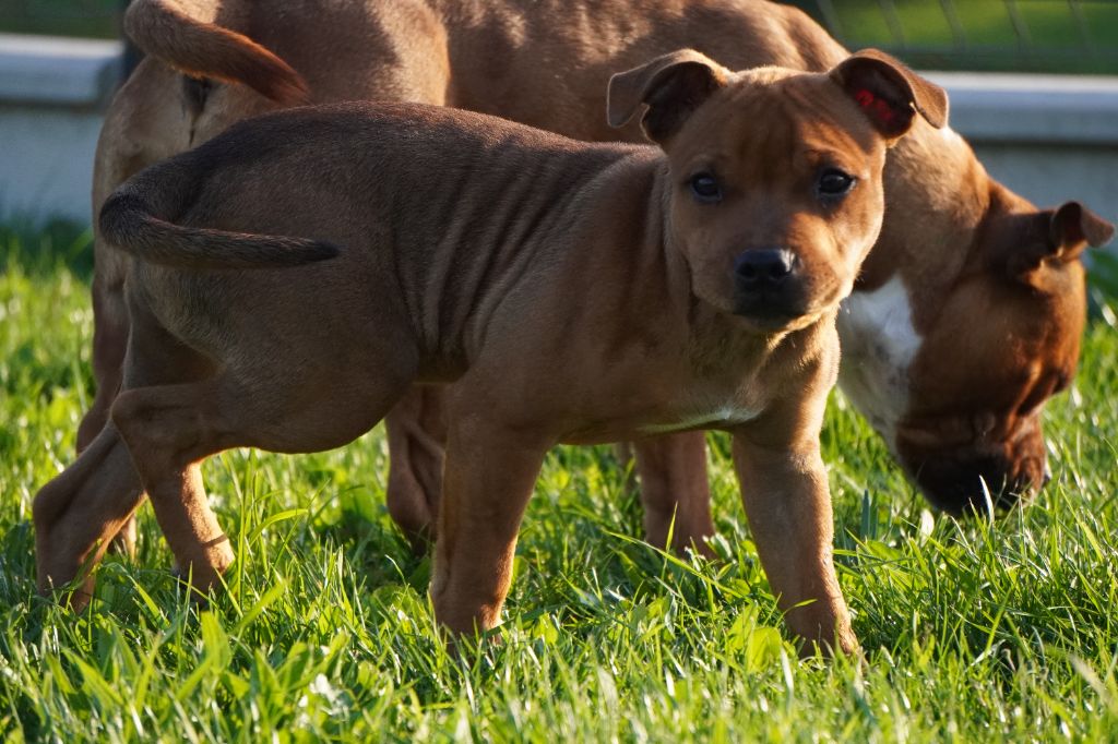 du Domaine De Bama - Staffordshire Bull Terrier - Portée née le 04/06/2025